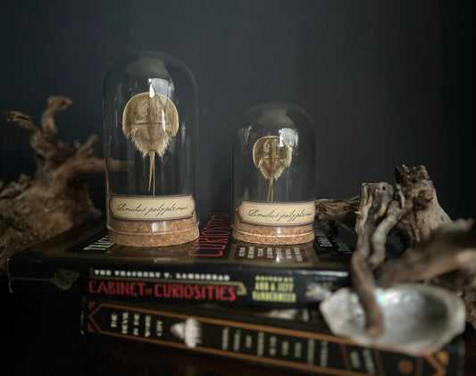 American Horseshoe Crab Display - Large or Small