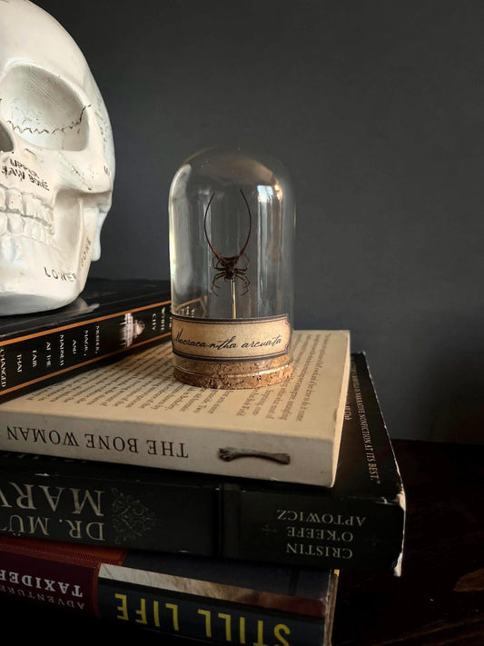 Macracantha Arcuata Specimen Display